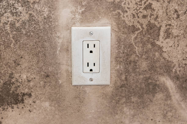 Professional Mold Removal in Waldo, FL