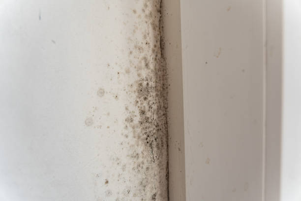 Best Industrial Mold Remediation  in Waldo, FL